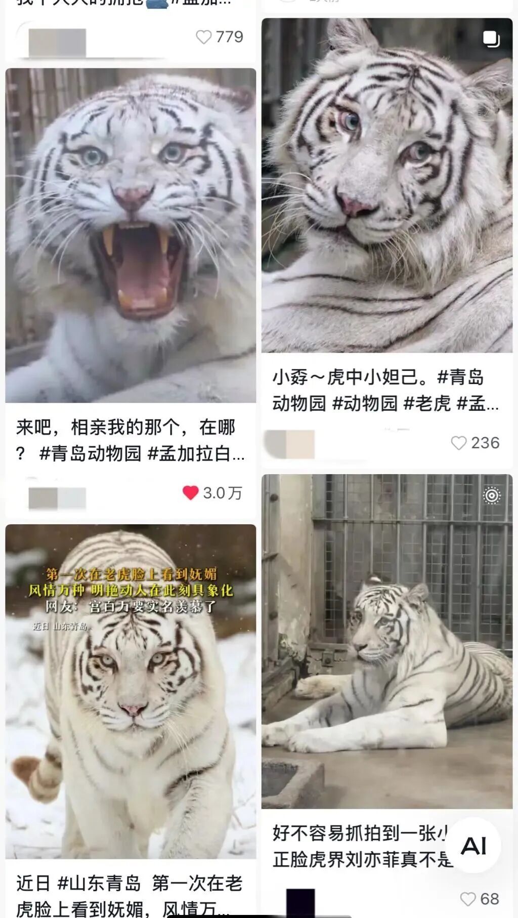 山东一动物园老虎因美貌火出圈，白皮肤、大眼睛、小翘鼻……全国网友不远万里来看