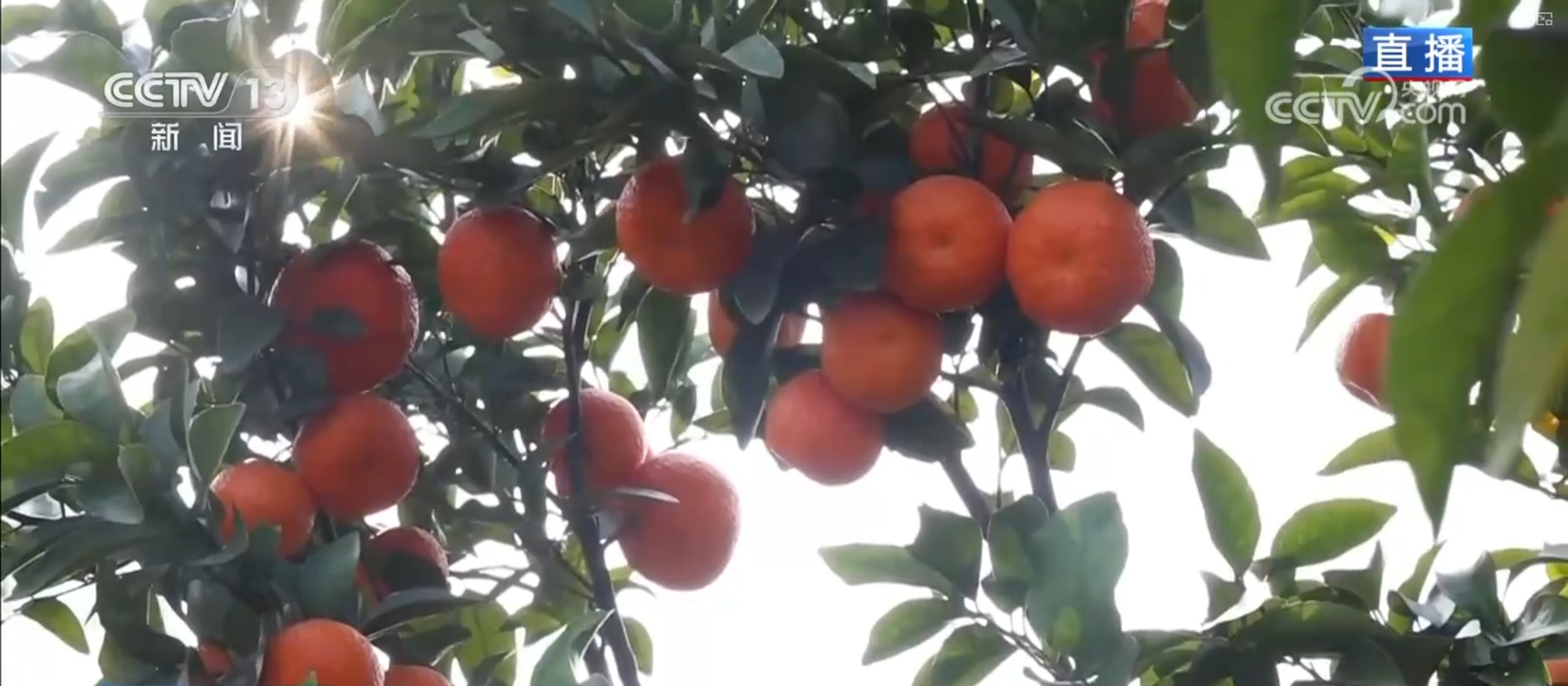 打通从枝头到网点“最初一公里” 智慧物流“东风”助力年货“鲜”达餐桌