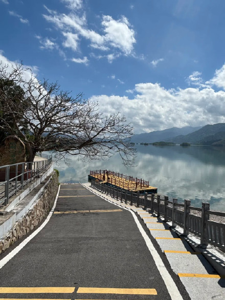 广东“茂名版洱海”网红树被砍？景区回应：实为救治病树修剪病枝