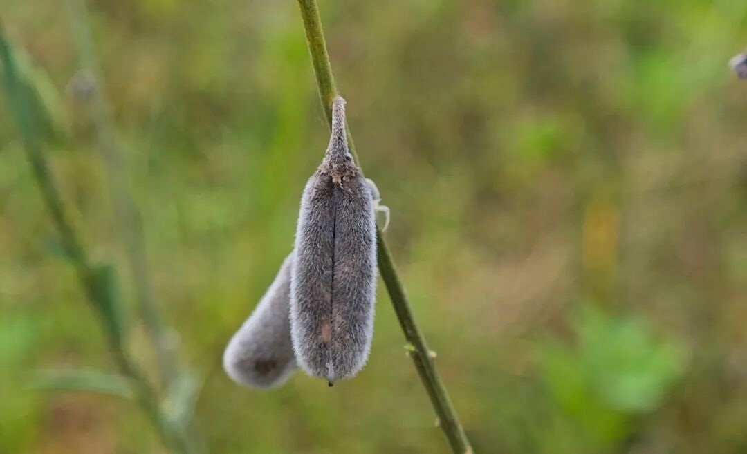 3101种、3927份！海南“植物家底”大公开→