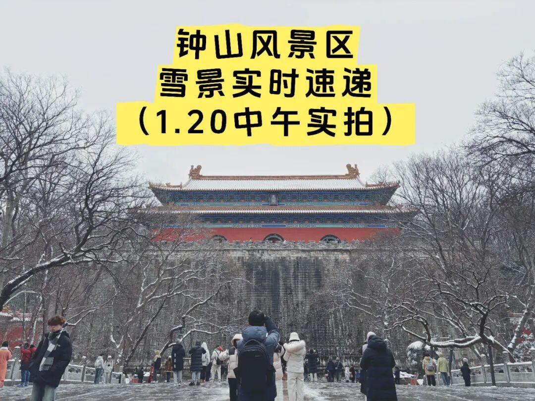 南京明孝陵的梅花开了！这波雪景据说能维持到明天早上，网友：梅花和雪太配了