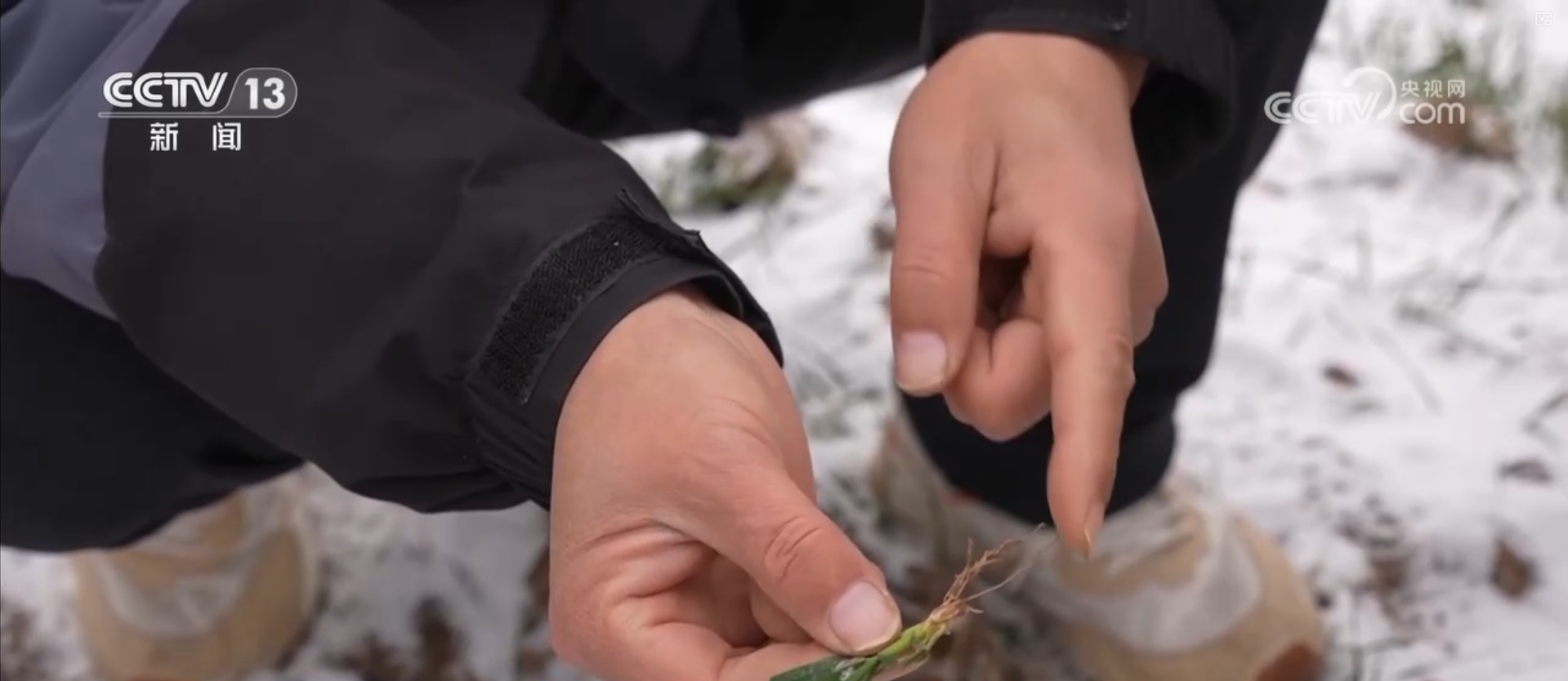 多措并举应对寒潮低温天气 各地保障蔬菜生产守护百姓“菜篮子”