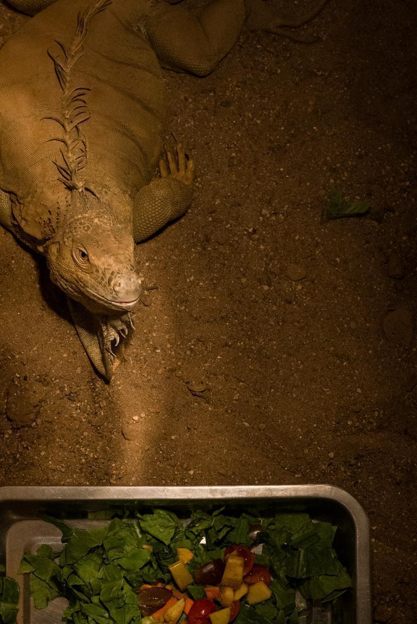 记者探访寒潮中的长沙动物园:这边大熊猫寒风中酣睡,那边河马泡“温泉”过冬 记者探访寒潮中的长沙动物园:这边大熊猫寒风中酣睡,那边河马泡“温泉”过冬