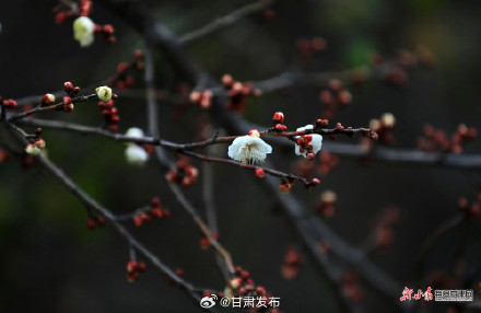红梅傲雪报春来 武都东江湿地暗香浮动 红梅傲雪报春来 武都东江湿地暗香浮动