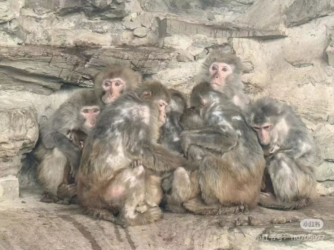 北京动物园猴子抱团取暖引关注，网友称“看着好可怜”，园方回应：猕猴适应能力强，猴山有洞穴和高热量食物保障过冬