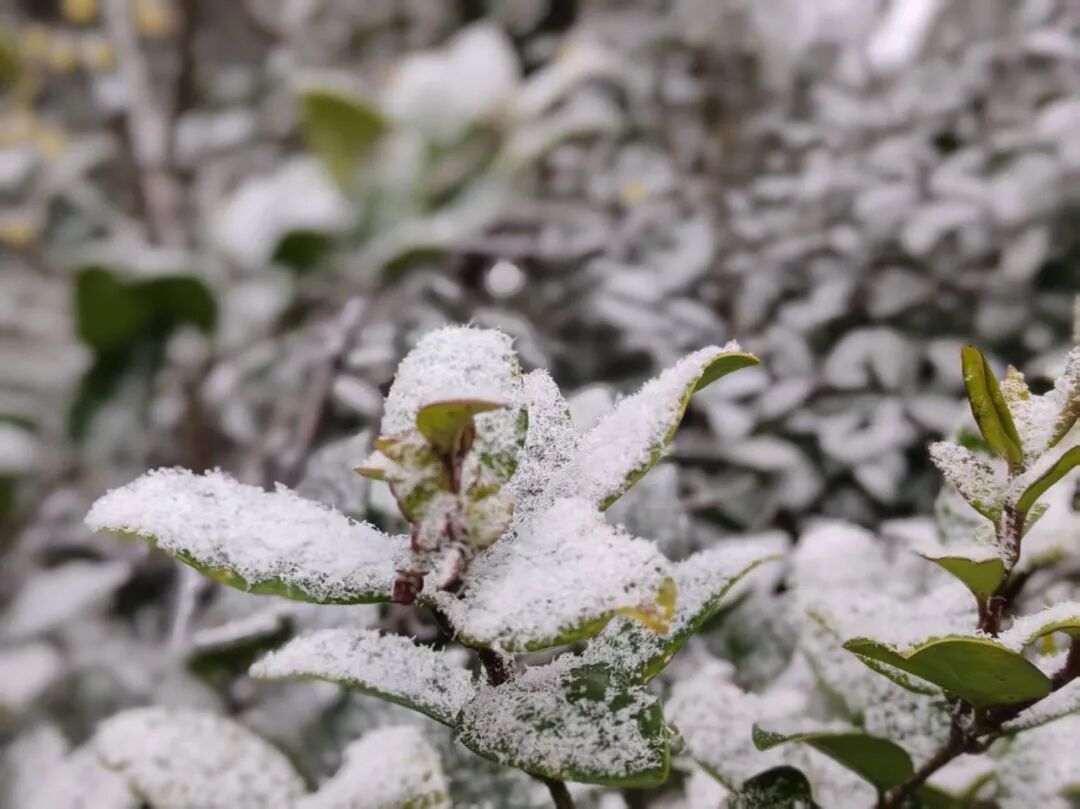 重庆中心城区飘雪了！看雪的小伙伴抓紧，寒潮即将结束，晴好天气将返场