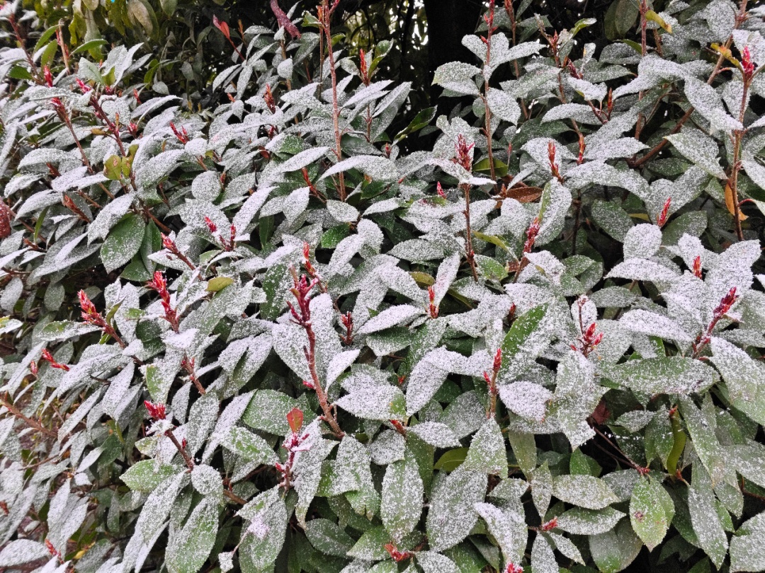 重庆中心城区飘雪了！看雪的小伙伴抓紧，寒潮即将结束，晴好天气将返场