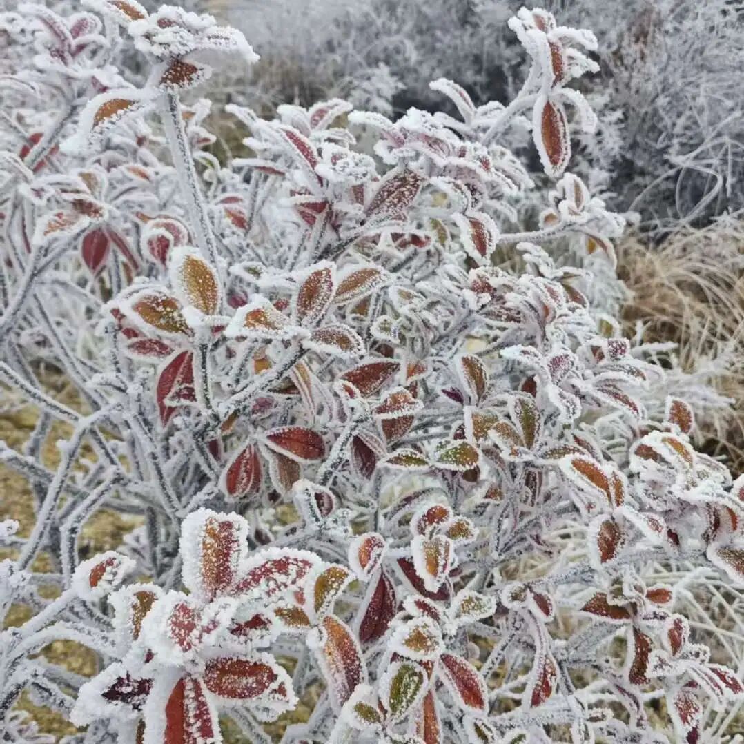 福建下雪啦！多地迎来寒冷暴击，明后天更冷……