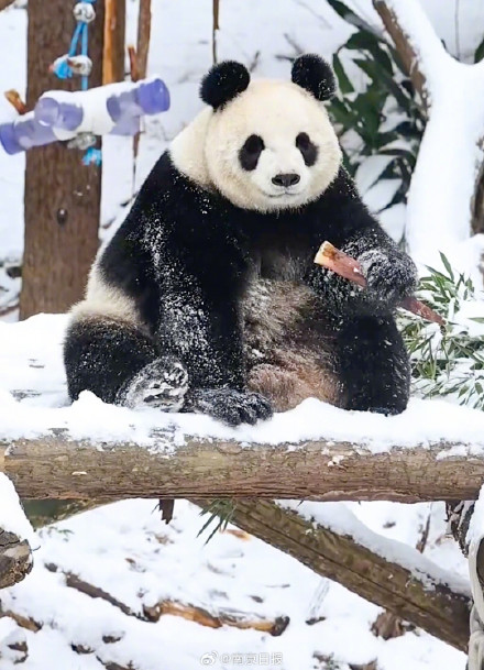 南京红山森林动物园雪后“萌趣大片”火热上映中