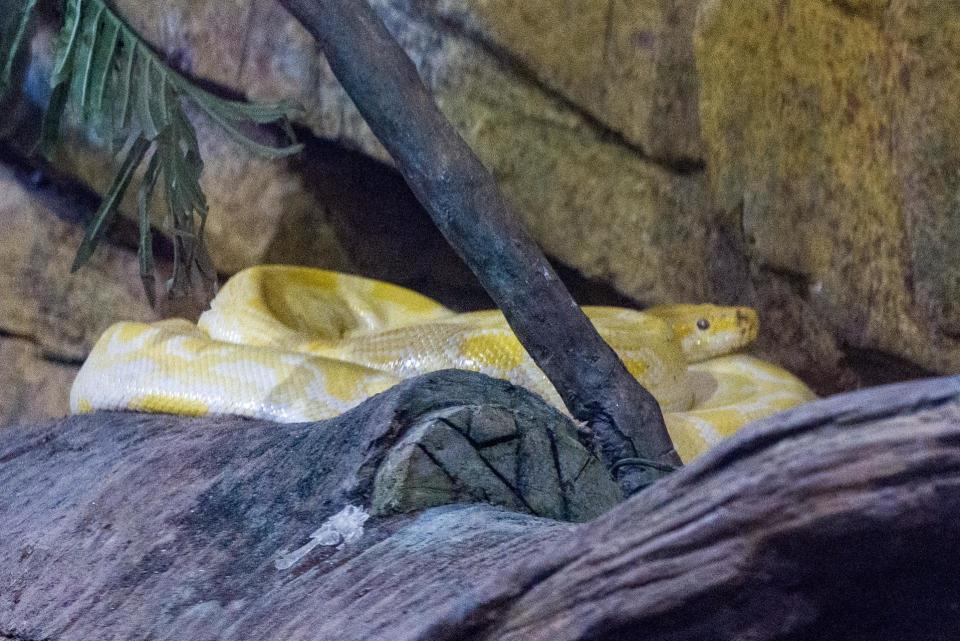 记者探访寒潮中的长沙动物园:这边大熊猫寒风中酣睡,那边河马泡“温泉”过冬 记者探访寒潮中的长沙动物园:这边大熊猫寒风中酣睡,那边河马泡“温泉”过冬