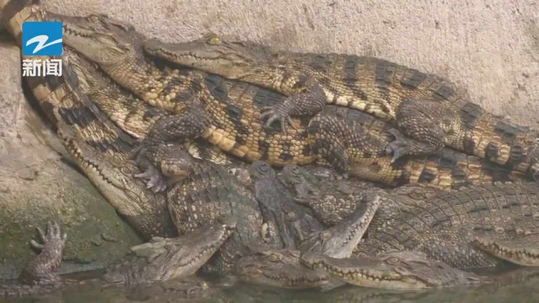 60元/斤起！年货上新，营养丰富…这种小众食材你敢吃吗？