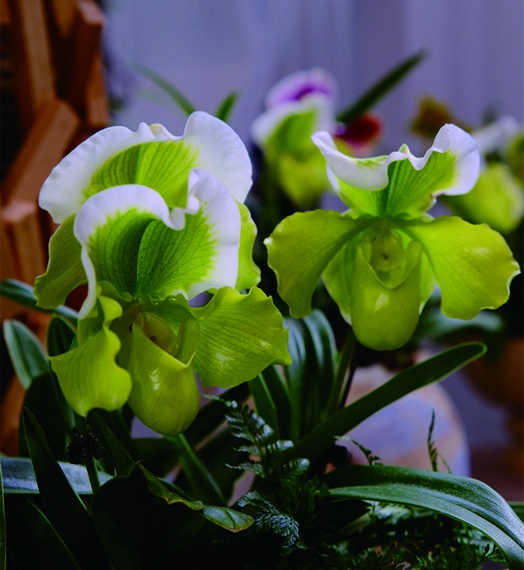 直击年末北京花市:定制“马元素”受追捧,年轻人偏爱“马卡龙” 直击年末北京花市:定制“马元素”受追捧,年轻人偏爱“马卡龙”