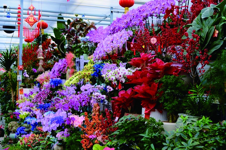 直击年末北京花市:定制“马元素”受追捧,年轻人偏爱“马卡龙” 直击年末北京花市:定制“马元素”受追捧,年轻人偏爱“马卡龙”