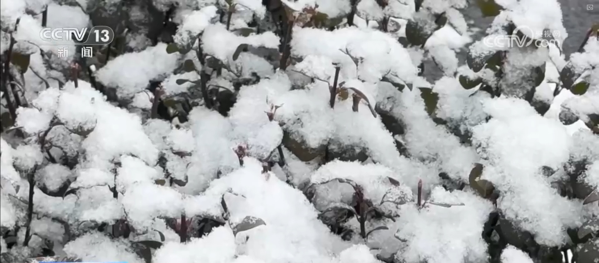 雪质干松or光滑如冰壳 南北方降雪大不同？警惕冬季行车“隐形杀手”