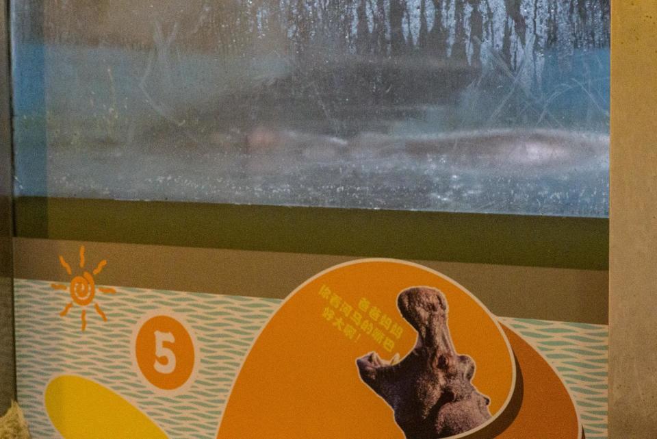 记者探访寒潮中的长沙动物园:这边大熊猫寒风中酣睡,那边河马泡“温泉”过冬 记者探访寒潮中的长沙动物园:这边大熊猫寒风中酣睡,那边河马泡“温泉”过冬