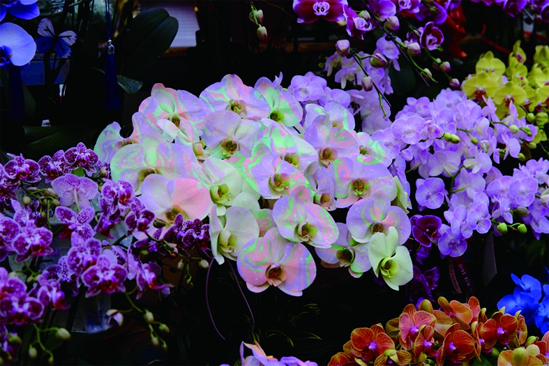 直击年末北京花市:定制“马元素”受追捧,年轻人偏爱“马卡龙” 直击年末北京花市:定制“马元素”受追捧,年轻人偏爱“马卡龙”