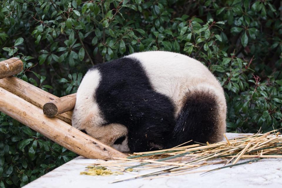 记者探访寒潮中的长沙动物园:这边大熊猫寒风中酣睡,那边河马泡“温泉”过冬 记者探访寒潮中的长沙动物园:这边大熊猫寒风中酣睡,那边河马泡“温泉”过冬
