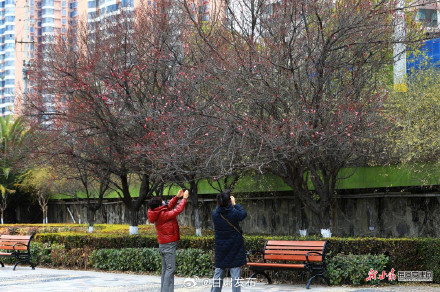 红梅傲雪报春来 武都东江湿地暗香浮动 红梅傲雪报春来 武都东江湿地暗香浮动