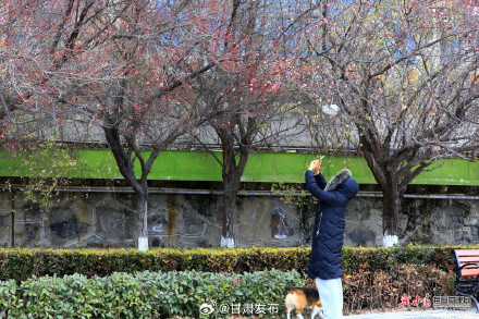 红梅傲雪报春来 武都东江湿地暗香浮动 红梅傲雪报春来 武都东江湿地暗香浮动