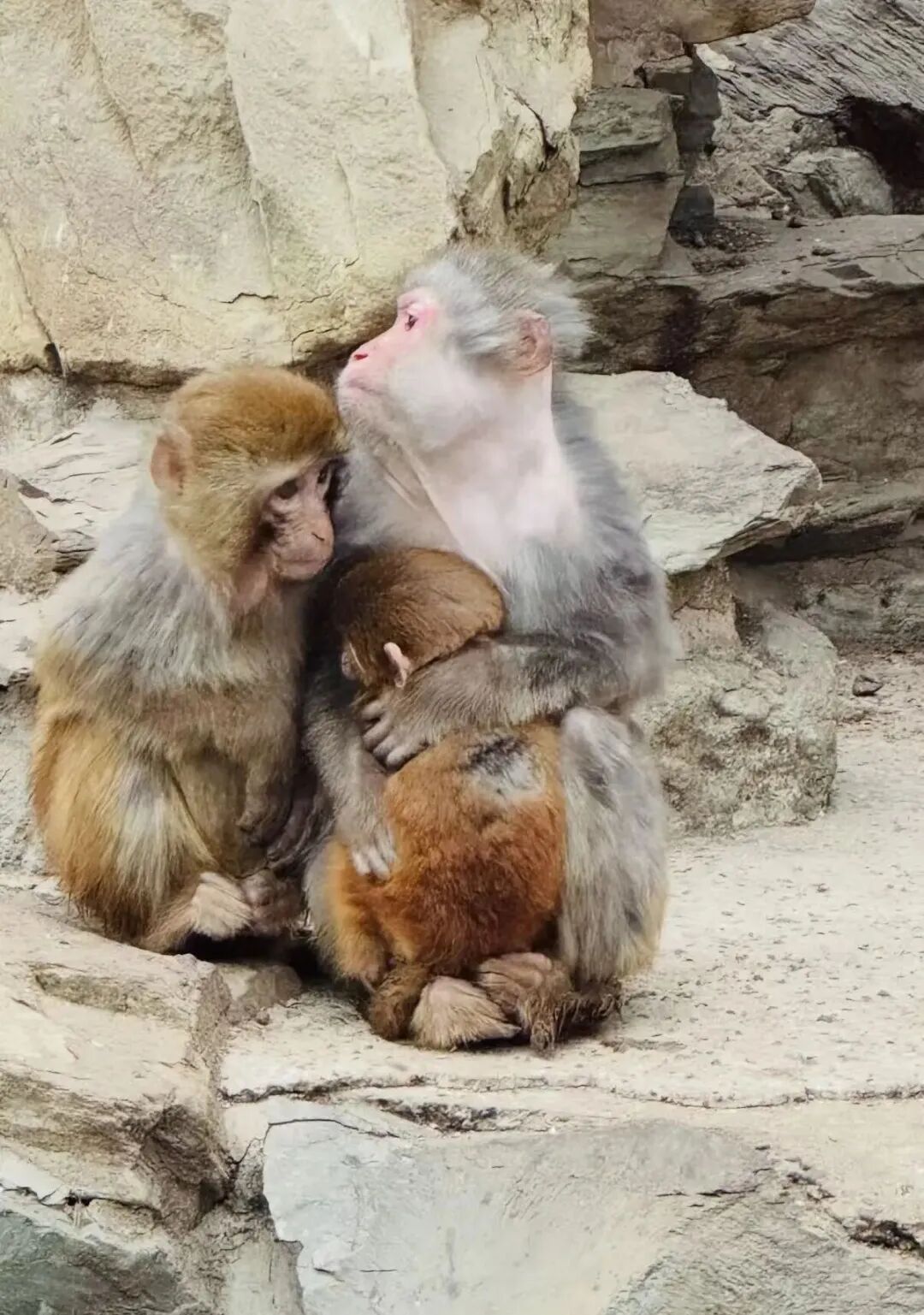 北京动物园猴子抱团取暖引关注，网友称“看着好可怜”，园方回应：猕猴适应能力强，猴山有洞穴和高热量食物保障过冬