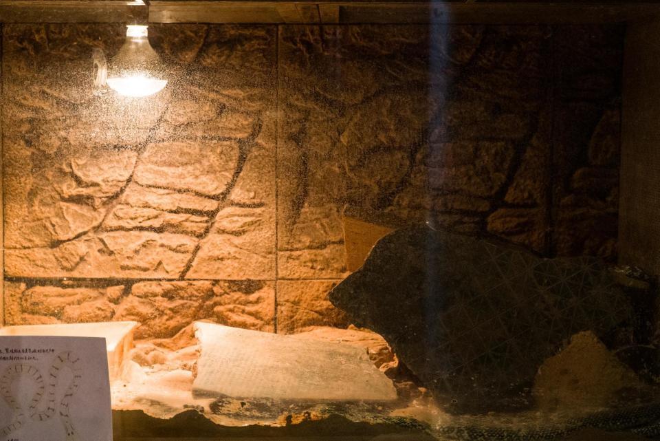 记者探访寒潮中的长沙动物园:这边大熊猫寒风中酣睡,那边河马泡“温泉”过冬 记者探访寒潮中的长沙动物园:这边大熊猫寒风中酣睡,那边河马泡“温泉”过冬