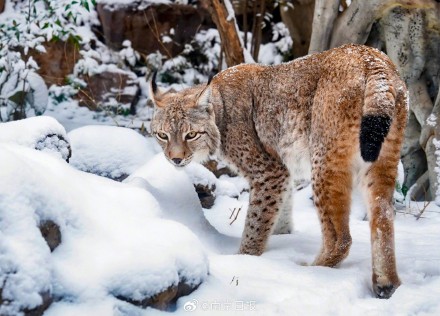 南京红山森林动物园雪后“萌趣大片”火热上映中