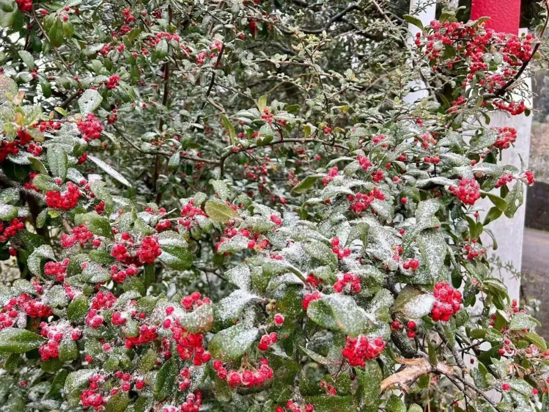 重庆中心城区飘雪了！看雪的小伙伴抓紧，寒潮即将结束，晴好天气将返场
