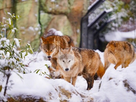 南京红山森林动物园雪后“萌趣大片”火热上映中