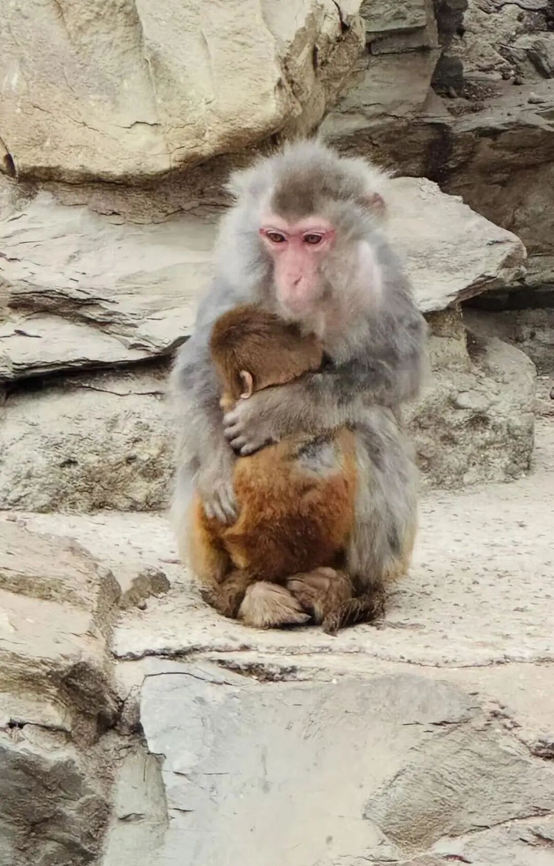 北京动物园猴子抱团取暖引关注，网友称“看着好可怜”，园方回应：猕猴适应能力强，猴山有洞穴和高热量食物保障过冬