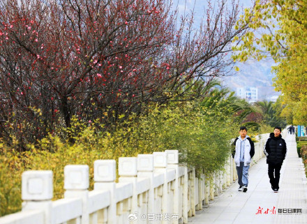 红梅傲雪报春来 武都东江湿地暗香浮动 红梅傲雪报春来 武都东江湿地暗香浮动