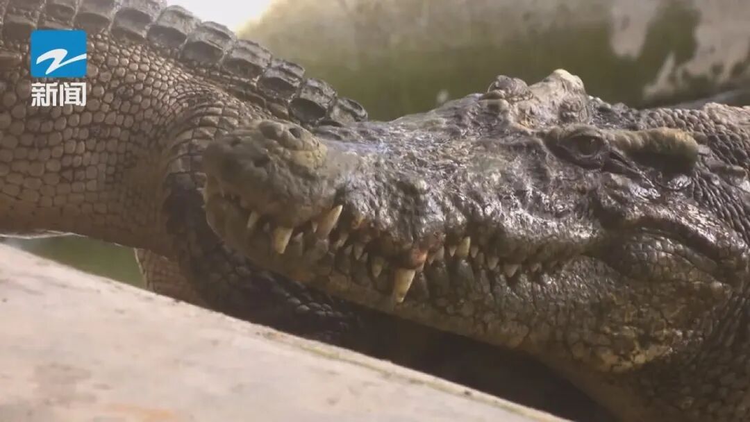 60元/斤起！年货上新，营养丰富…这种小众食材你敢吃吗？