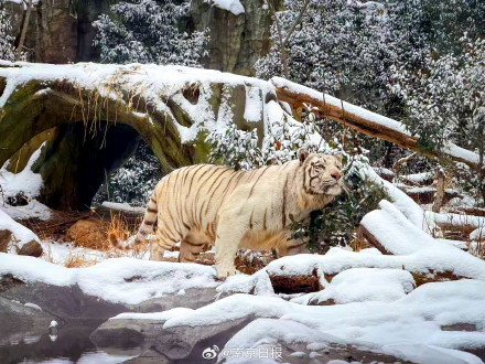 南京红山森林动物园雪后“萌趣大片”火热上映中