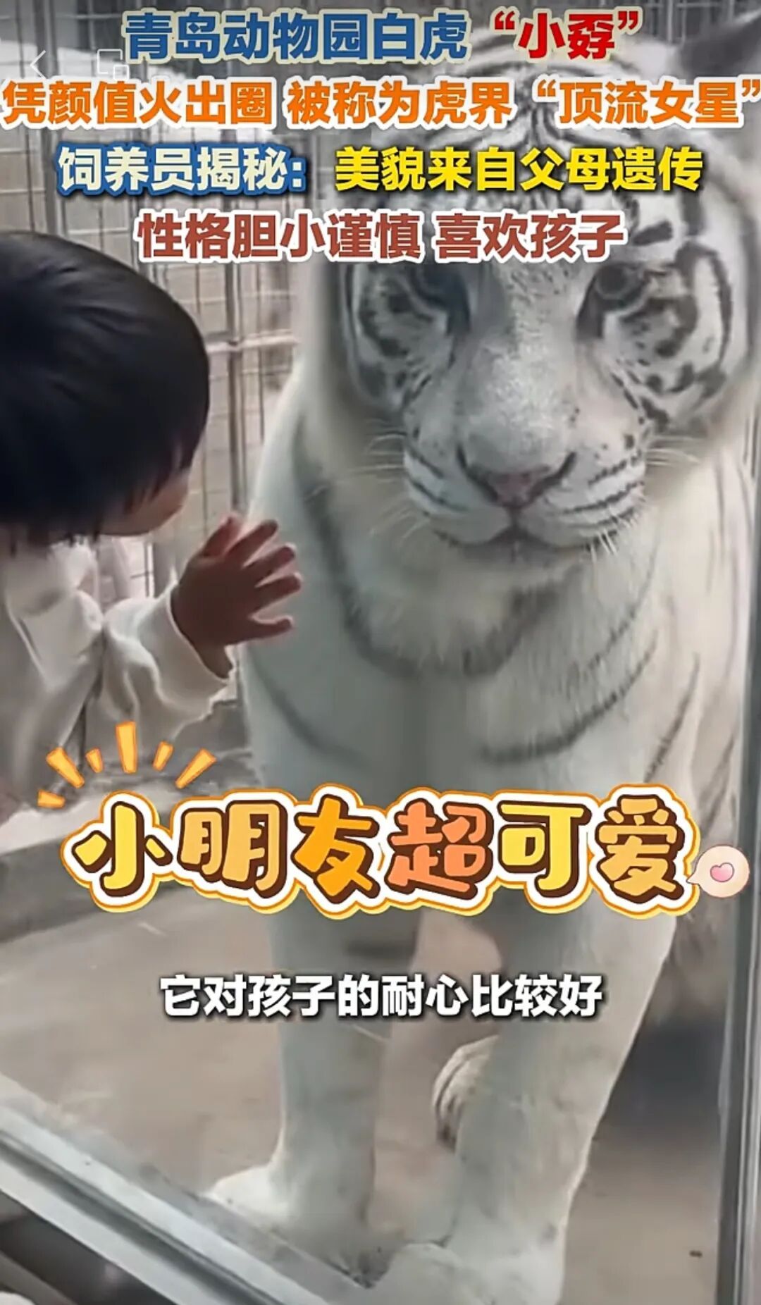 动物园一老虎因美貌火出圈