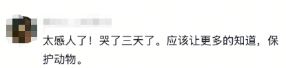 突然翻红！感动全网的狼王“格林”还活着吗？