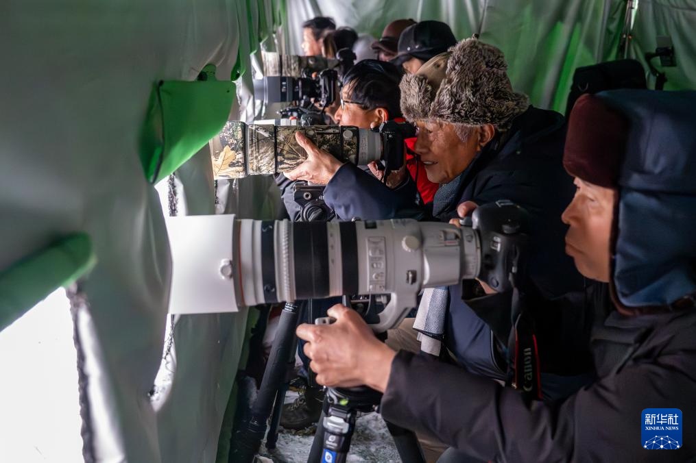 湖北神农架：林区观鸟引游人