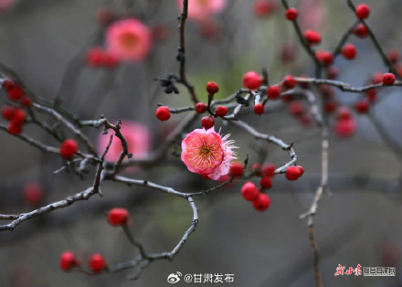 红梅傲雪报春来 武都东江湿地暗香浮动 红梅傲雪报春来 武都东江湿地暗香浮动