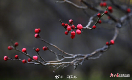 红梅傲雪报春来 武都东江湿地暗香浮动 红梅傲雪报春来 武都东江湿地暗香浮动