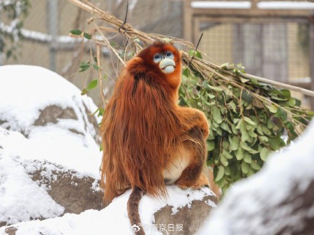 南京红山森林动物园雪后“萌趣大片”火热上映中