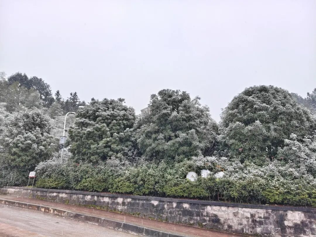 重庆中心城区飘雪了！看雪的小伙伴抓紧，寒潮即将结束，晴好天气将返场