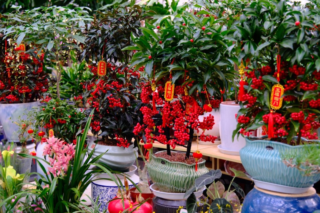 直击年末北京花市:定制“马元素”受追捧,年轻人偏爱“马卡龙” 直击年末北京花市:定制“马元素”受追捧,年轻人偏爱“马卡龙”