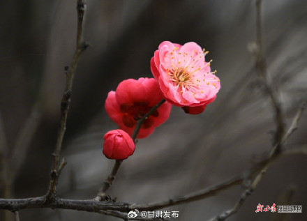 红梅傲雪报春来 武都东江湿地暗香浮动 红梅傲雪报春来 武都东江湿地暗香浮动