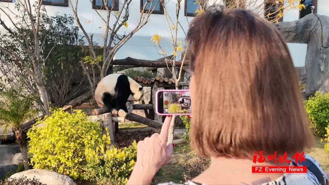 漂洋过海来看你!一位74岁美国老太的“熊猫情缘” 漂洋过海来看你!一位74岁美国老太的“熊猫情缘”