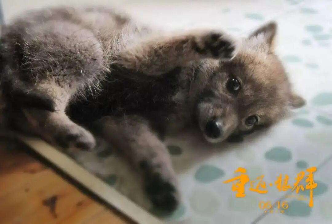 突然翻红！感动全网的狼王“格林”还活着吗？