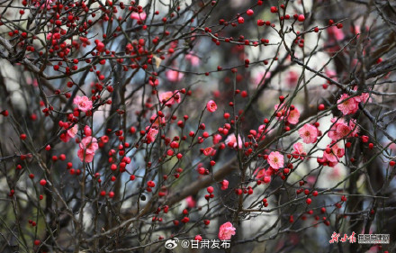 红梅傲雪报春来 武都东江湿地暗香浮动 红梅傲雪报春来 武都东江湿地暗香浮动