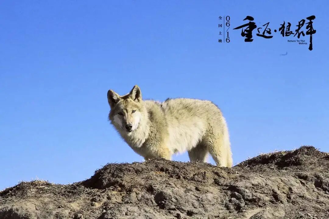 突然翻红！感动全网的狼王“格林”还活着吗？