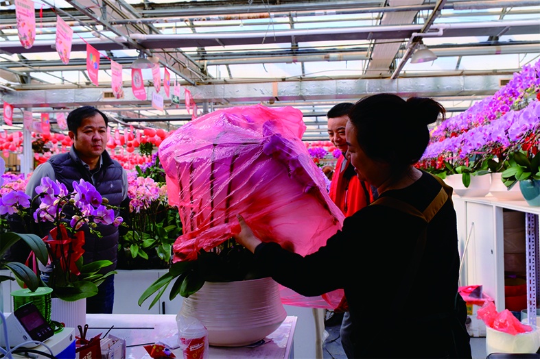 直击年末北京花市:定制“马元素”受追捧,年轻人偏爱“马卡龙” 直击年末北京花市:定制“马元素”受追捧,年轻人偏爱“马卡龙”