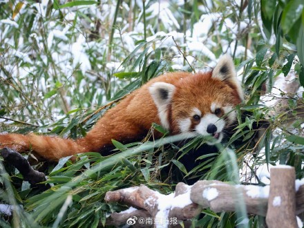 南京红山森林动物园雪后“萌趣大片”火热上映中