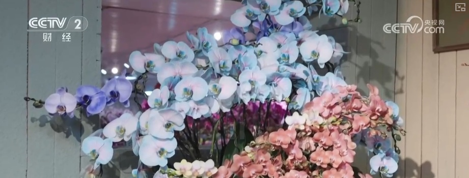 颜值寓意在线！年宵花市开启“抢购模式” 小众品种成“当家花旦”购销两旺
