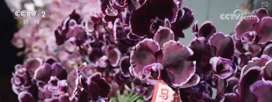 颜值寓意在线！年宵花市开启“抢购模式” 小众品种成“当家花旦”购销两旺