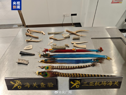 三亚机场海关查获多件保护野生动物制品 三亚机场海关查获多件保护野生动物制品